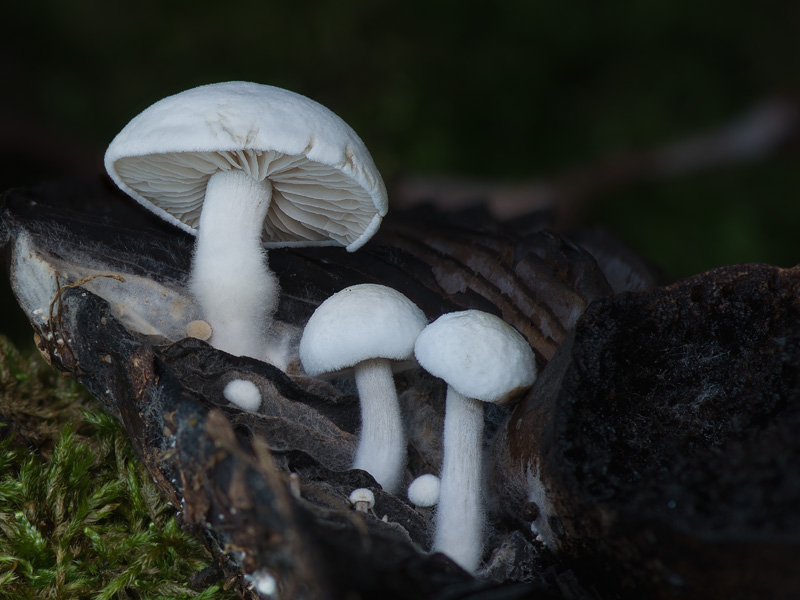 Asterophora lycoperdoides